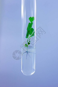 近距离观察在有营养介质的试验管中克隆的微型植物图片