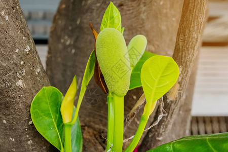 新鲜的绿色小胡桃Artocarpushetererophyllus种植在黄雀树上背景图片