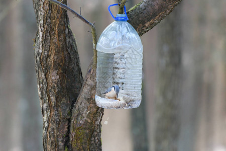 森林塑料喂鸟器大塑料瓶在冬天用作图片