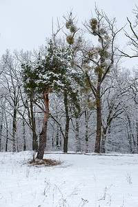 寒冬森林在雪中的冬季自然松图片