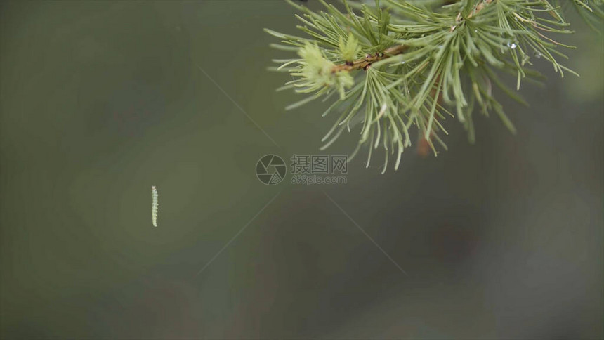 关闭绿色云杉树枝和一条小毛虫挂在绿色模糊背景的web上针叶林松树上垂悬图片