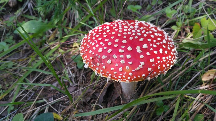 红伞菌在森林中生长有毒蘑菇图片