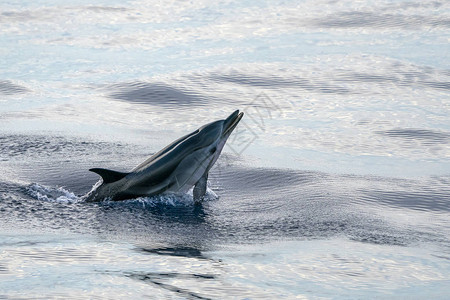 快乐的条纹海豚图片