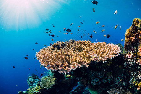 洋中水下海洋生物与珊瑚和热带鱼类相伴的图片