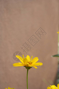 美丽的黄色假向日葵Heliopsishelianthoides图片