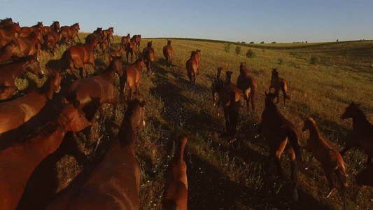 马在草地上行走马群在慢移动跟着领队图片