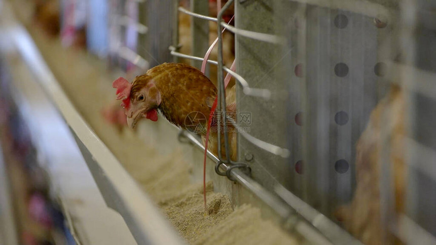 笼子里的母鸡舍里的家禽饲养家禽的最佳条件农场图片