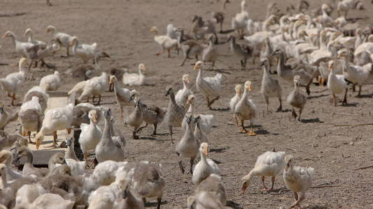 鹅在食槽附近大群家禽在农场饲养鸟类农业图片