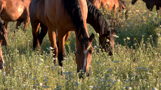 马吃草野兽和白花野种马在乡下图片