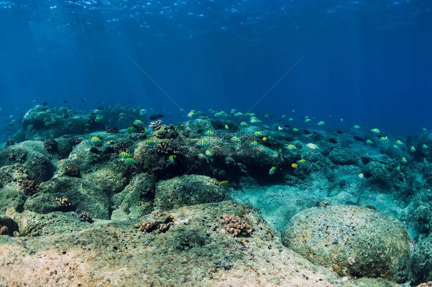 在石头底部有一群鱼的水下场景热带蓝色海洋图片