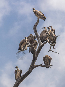 南非克鲁格公园的白背秃鹰GypsAfrica图片