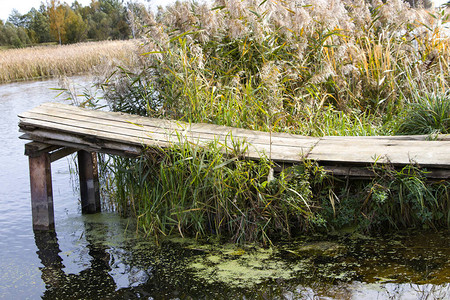 在河和湖的码头钓鱼的地方到水的木桥芦苇丛中的路野一个很棒背景图片