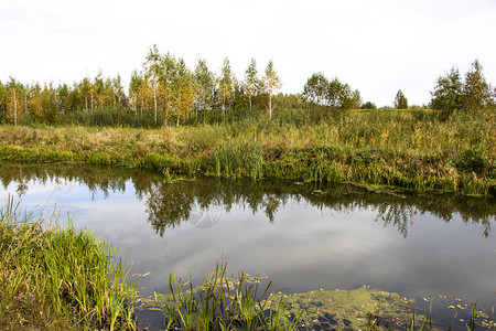 芦苇香蒲莎草原始河流白俄罗斯波兰人风秋天明亮的秋天色彩流动的水河图片