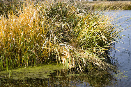 芦苇香蒲莎草原始河流白俄罗斯波兰人风秋天明亮的秋天色彩流动的水河背景图片