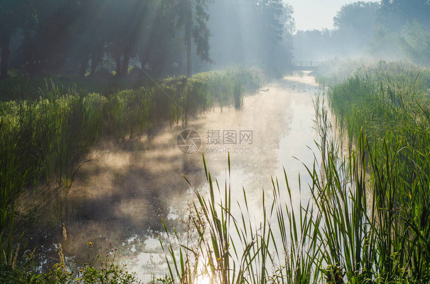 河上清晨芦苇薄雾河上水面图片