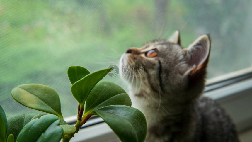 可流食的苏格兰折叠猫和靠图片