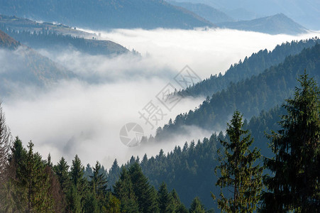 山坡的神秘秋天森林有雾的图片