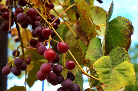 阳光下葡萄藤上的一串葡萄葡萄种植者在藤上的葡萄图片