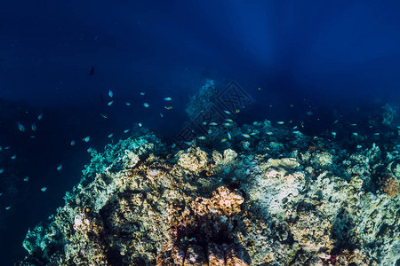 水下风景与岩石和珊瑚在透明海洋中图片