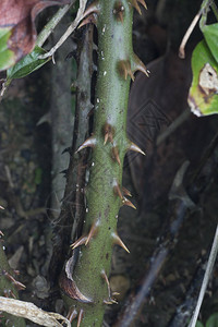 带刺土茯苓的树干图片