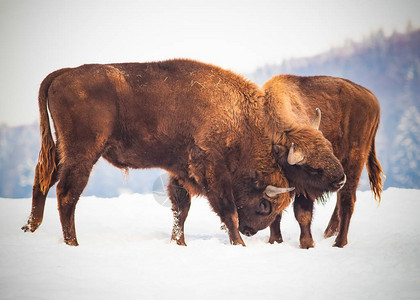 冬季日欧洲野牛在自然图片