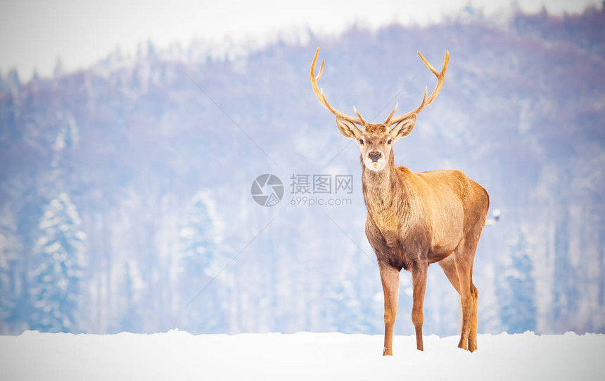 森林背景下冬季雪图片