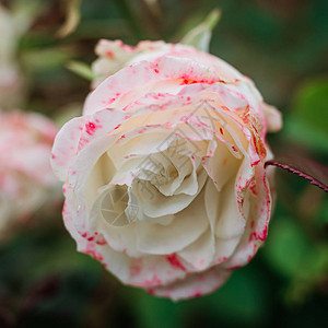 花园里灌木上的一朵白玫瑰的娇嫩芽美丽的花卉背景图片