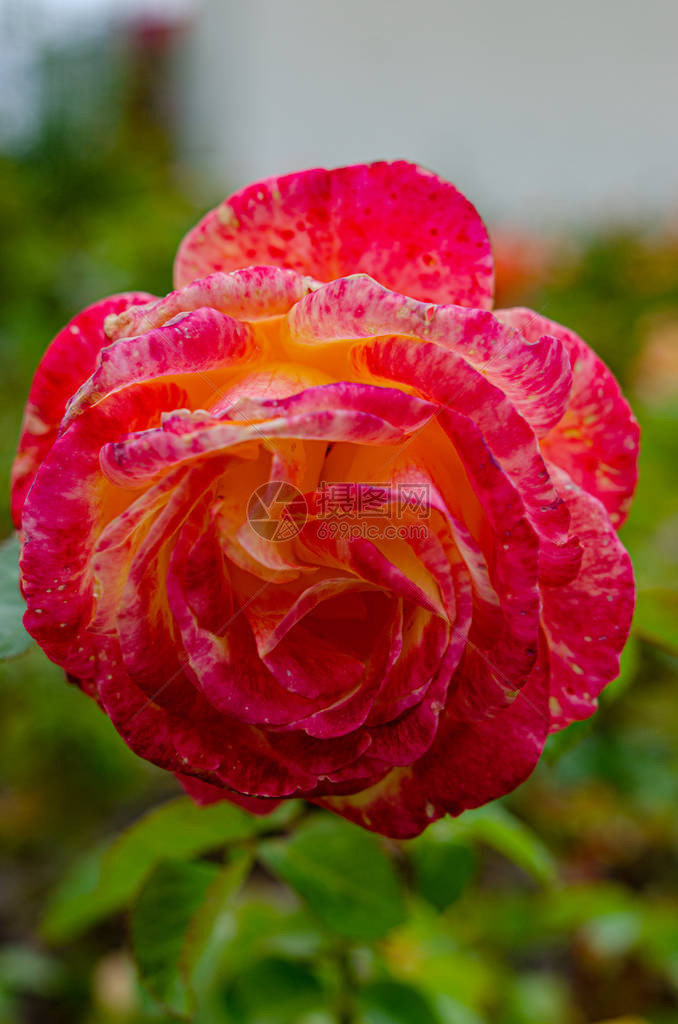乡间别墅花园里的灌木上嫩红的玫瑰花蕾美丽的花卉背景图片