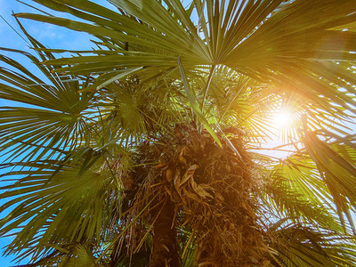 大棕榈树上阳光照图片