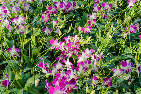 热带花园中美丽的兰花原背景图片