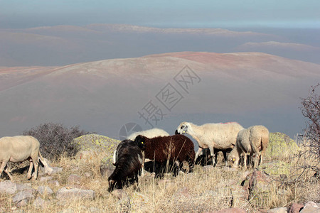 绵羊在雾山上吃草图片