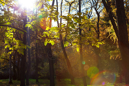 秋天在城市公园的秋天美图片