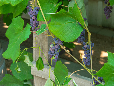 在树叶中种红葡萄用红色葡萄的种族图片