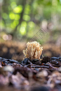 白真菌Ramariaflaccida是Gomphaceae家族的图片