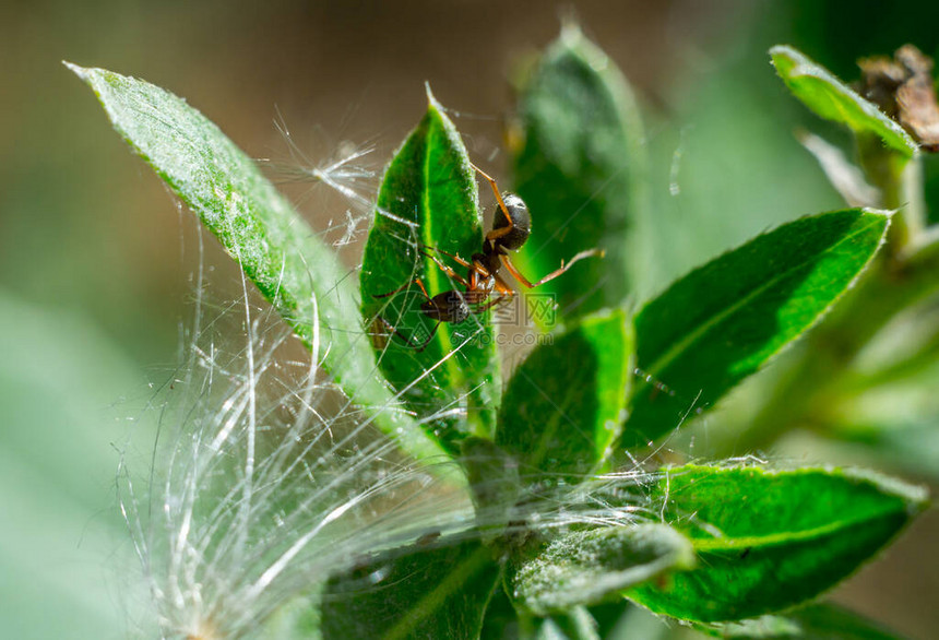 蚂蚁漂浮特写宏昆虫绿叶图片