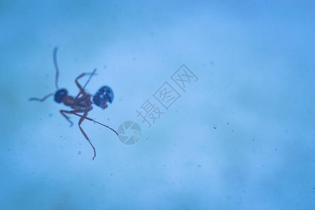 蚂蚁漂浮特写宏昆虫绿叶图片