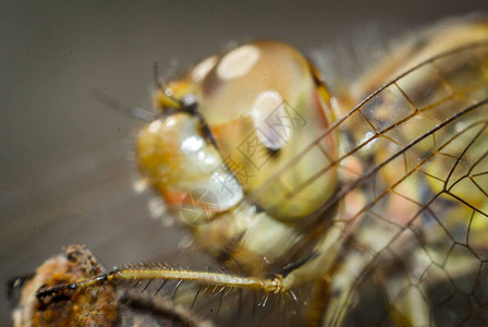 蜻蜓头部眼睛和嘴巴的特写图片