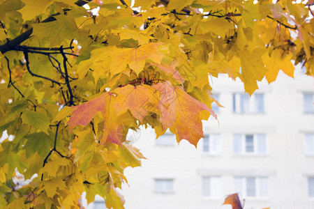 高层建筑背景树上的黄秋叶金秋图片