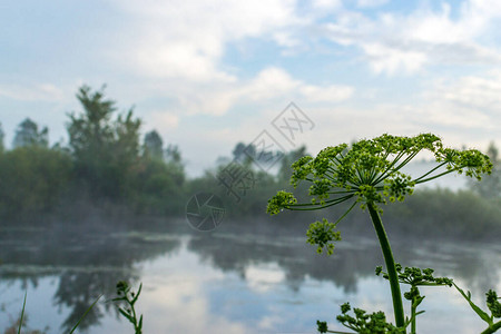 蓝天迷雾森林清晨的湖水图片
