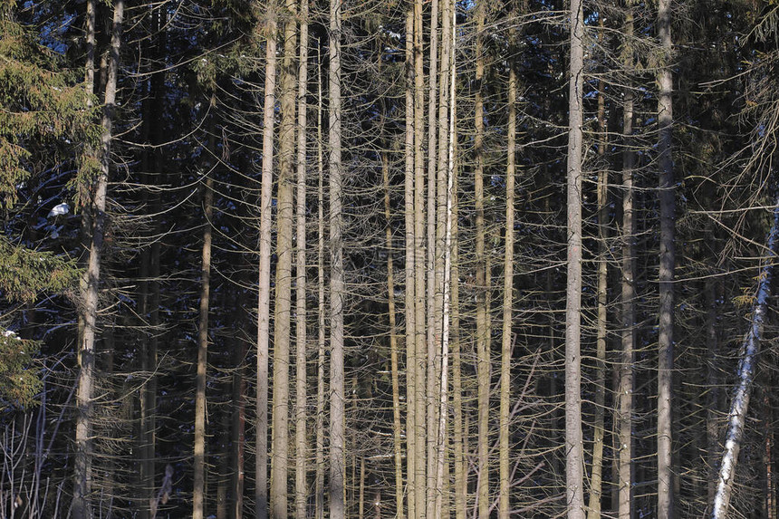 覆盖着雪霜景观的冬季森林图片