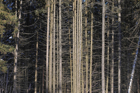 覆盖着雪霜景观的冬季森林图片