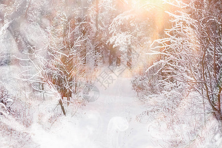 冬天风景雪下的森图片