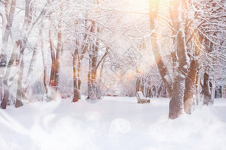 冬天风景雪下的森图片