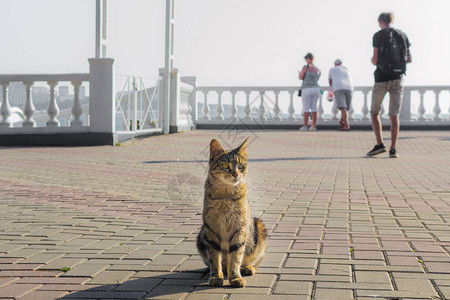 俄罗斯夏季流浪汉猫在水边的图片