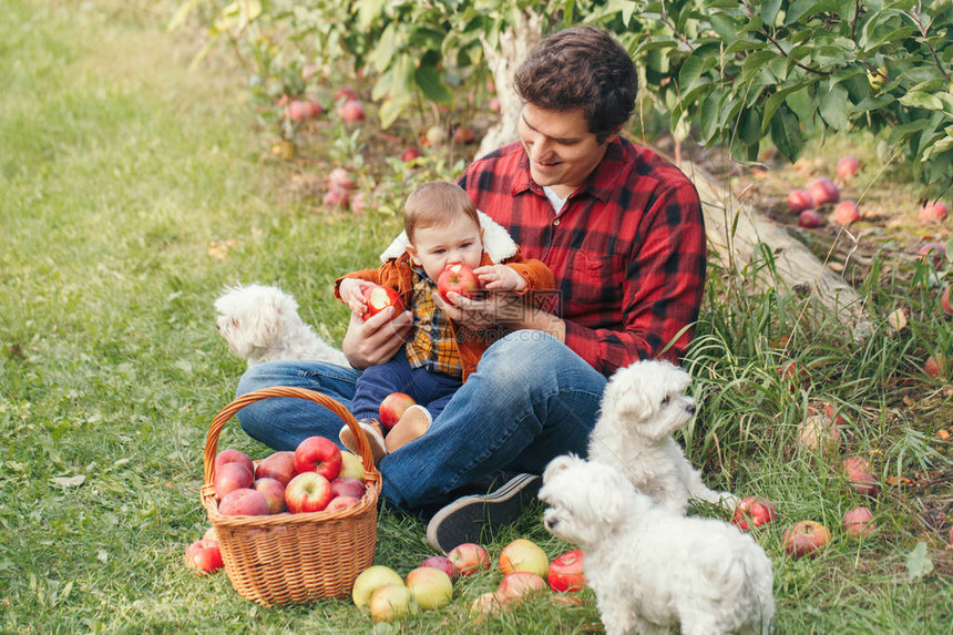 快乐的父亲带着男婴和白狗宠物在柳条篮里摘苹果的农场秋天收获在果园的聚会爸用健康图片
