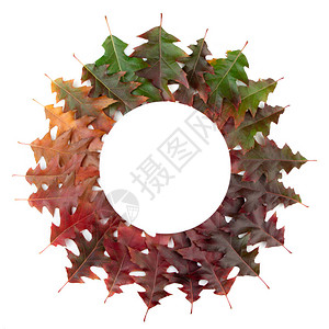 白背景上的干秋叶构成文本框架秋季装饰品平底面图片