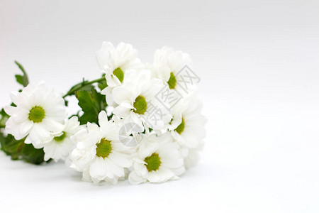 白色的花束白菊花孤立图片