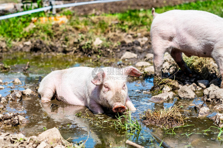 一群农场猪在阳光明媚的日子里休息图片