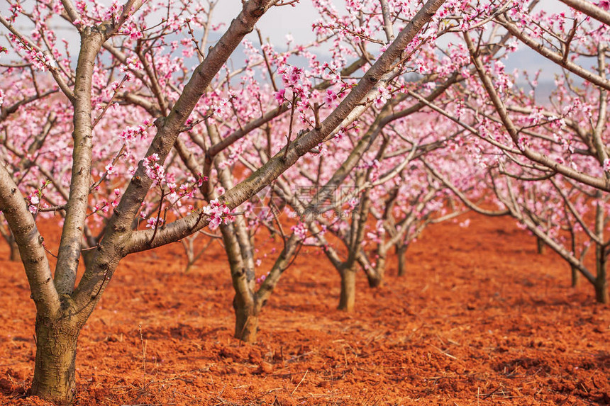 红色的土地和盛开的桃樱在树枝上图片