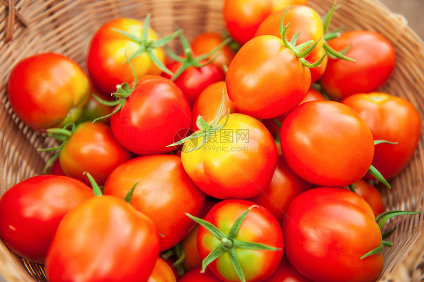 新鲜的有机西红柿在柳条筐里成熟了有机西红柿产自泰国东北部色功府地方智慧农业图片